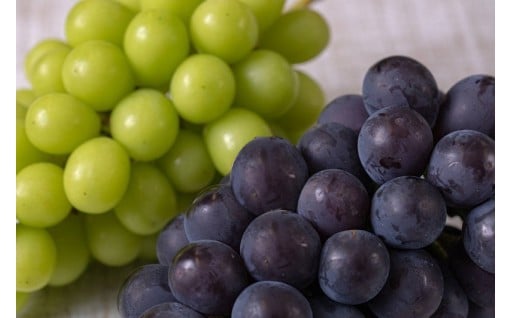 【愛知県犬山市】2026年の犬山産ぶどう受付が始まりました！