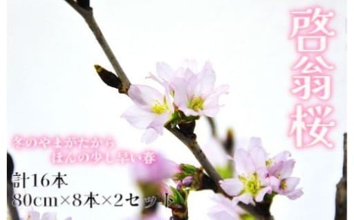 【2025年12月下旬頃発送】啓翁桜