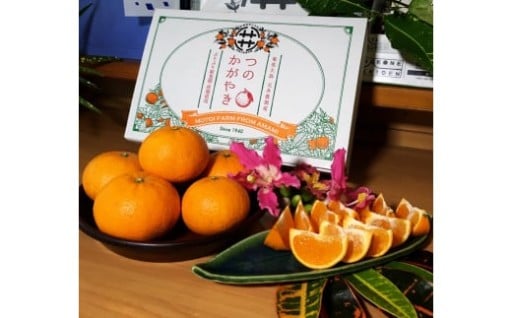 【2025年先行予約】🍊奄美つのかがやき 3kg🍊