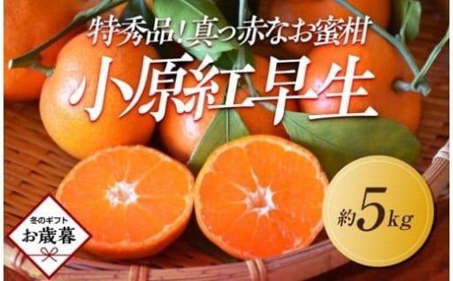 【お歳暮ギフト/熨斗対応】特秀品！真っ赤なお蜜柑「小原紅早生」約5kg