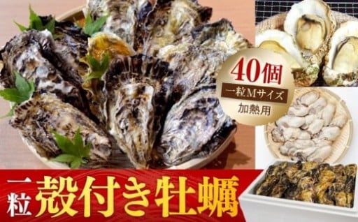 【一粒殻付き牡蠣】Mサイズ40個《加熱用》