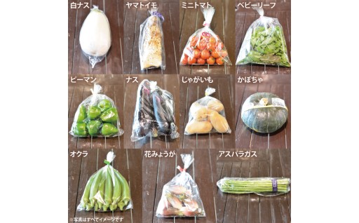 ＜6ヶ月定期便＞旬の採れたてぜいたく野菜セット