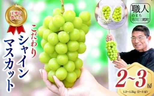 【2026年発送】 シャインマスカット