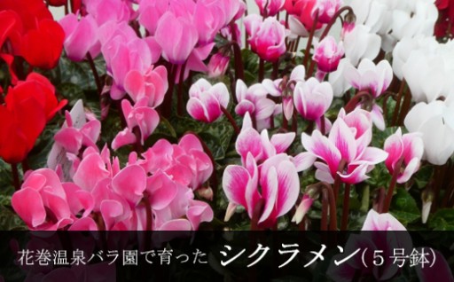 【色で選べる】花巻温泉バラ園で育てたシクラメン＜2025年11月より順次発送＞