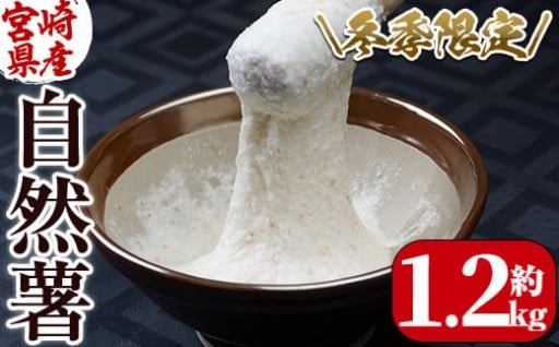 ＜期間限定＞山菜の王者自然薯 (約1.2kg)