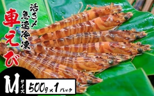 活き〆急速冷凍車えび【Mサイズ】　500g×1パック