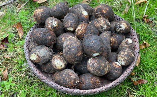 日本三大芋煮の里、津和野の泥付き里芋850g2袋