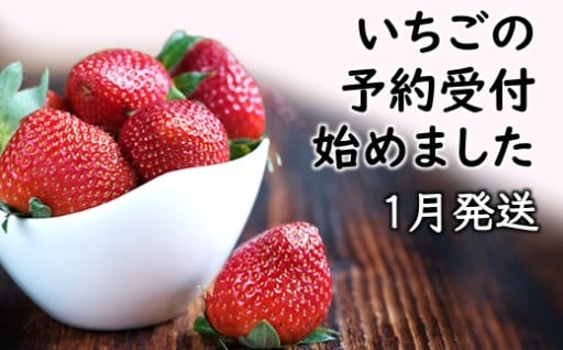 【予約受付】朝摘み完熟いちご｜2026年1月発送