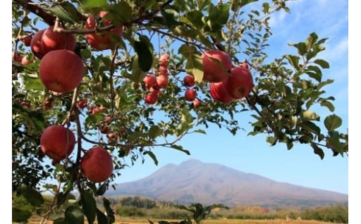 弘前市はオンラインワンストップ「IAM」に対応しております！詳しくは「弘前市からのご案内」から！