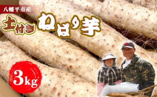 松浦農園の土付き秋掘りねばり芋！ 