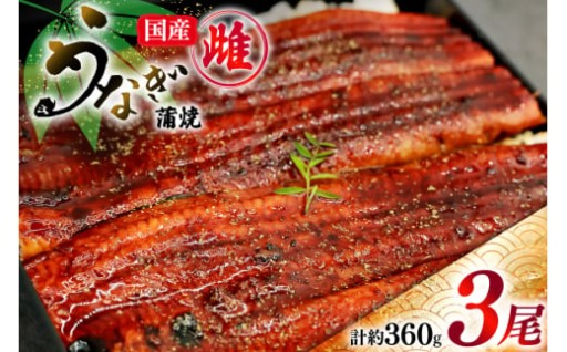 うなぎ 蒲焼き 国産 雌うなぎ 