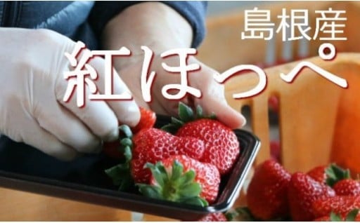【完熟収穫】いちご 紅ほっぺ 2パックセット