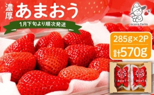 🍓いちごの王様降臨！豊前市ココロファームの極上【あまおう】
