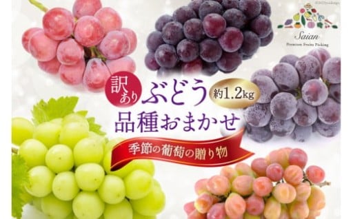 旬の味わい！人気6品種から厳選お届け