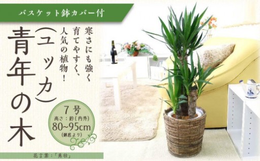 【観葉植物】青年の木（ユッカ） 7号 ブラウンバスケット鉢カバー 土の表面：ウッドチップ