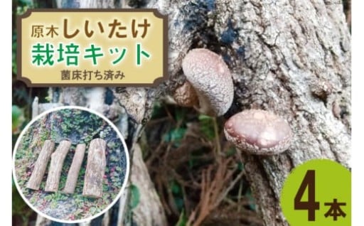 自分で育てたしいたけを食卓に出してみませんか