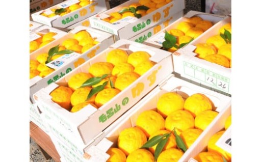 【数量限定】今が旬「桂木ゆず」の返礼品の掲載を開始しました！