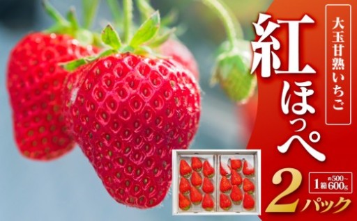 大玉甘熟いちご『紅ほっぺ』