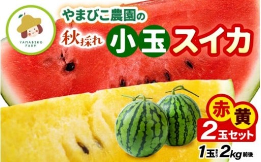 【🔴🟡】食べ比べ！2玉セット🍉秋採れの小玉スイカ