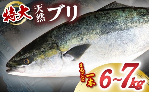 先行予約！超特大！海陽町よりブリまるごと１本をお届け！