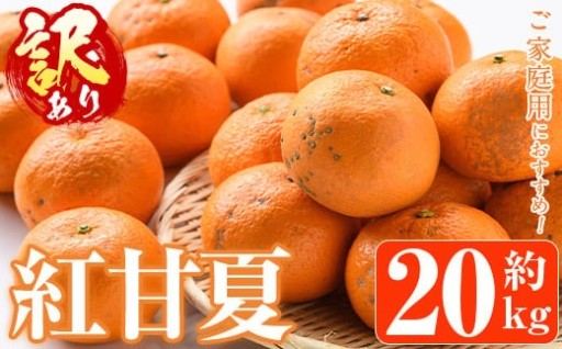＜先行予約受付中！2026年1月中旬以降順次発送予定＞訳あり紅甘夏(約20kg)