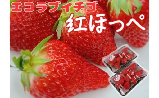 内子町産　いちご「紅ほっぺ」　2パック