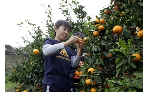 みかん狩りと宝探し体験券（2名様用）／みかんのお土産（約5㎏）付き