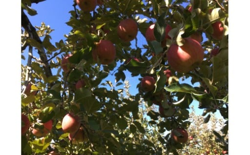 認定エコファーマーふじりんご5kg箱【12月中旬から発送】