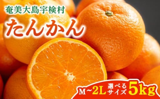 奄美大島 宇検村の希少農園で栽培された「たんかん」