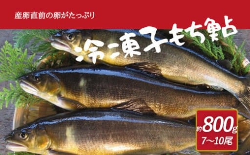 産卵直前の卵たっぷりの冷凍子持鮎 約800g （7～10尾）