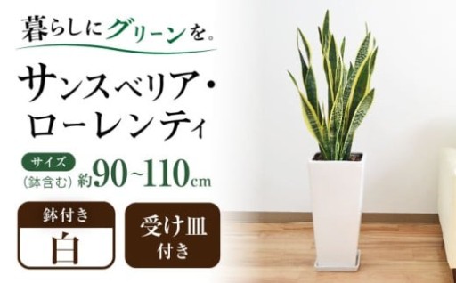 観葉植物 サンスベリア・ローレンティ ロングスクエア 陶器鉢植え（白）