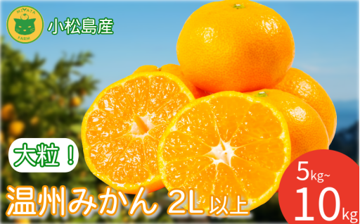 大玉でもしっかり甘い！満足感たっぷりの大粒みかんです