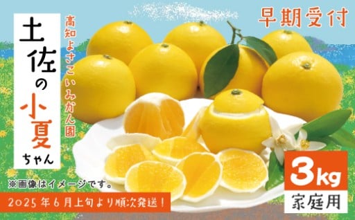 リピーター続々✨🌿爽やかで上品な甘みの土佐小夏🍋