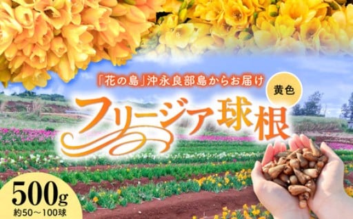 花の島からの贈り物💐フリージア球根（黄色）500g