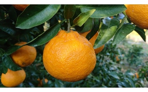 田舎の小さな畑から全国へ🍊