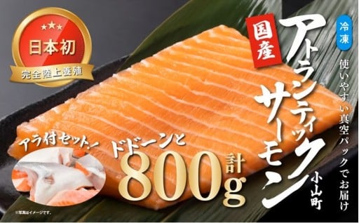 日本初 完全陸上養殖 小山町産 アトランティックサーモンをドドーンと800g＋さらにアラ付きにてお届け！！