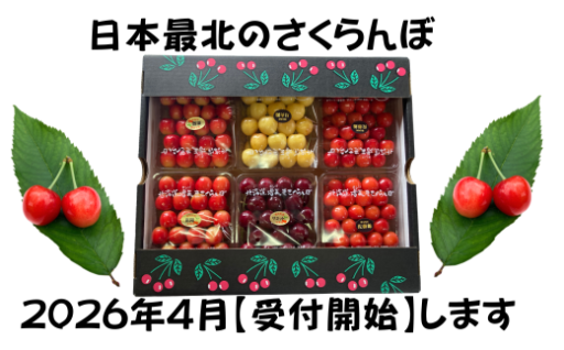 2026年発送さくらんぼ