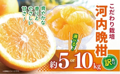 【選べる 容量】こだわり栽培 訳あり 河内晩柑 約 5～10kg