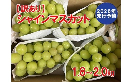 【珠玉の１品紹介】高評価多数！【訳あり】シャインマスカット 1.8kg～2kg (3～6房)