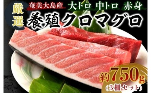奄美大島産養殖クロマグロ 3柵セット 750g以上 大トロ 中トロ 赤身 冷凍