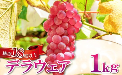 ✨🍇初夏だけのご褒美を、ひと足早く。椋ぶどう園のこだわりデラウェア（1kg）🍇✨