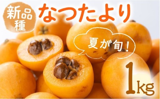 ＜先行予約！2026年5月下旬以降順次発送予定＞なつたより びわ (約1kg)