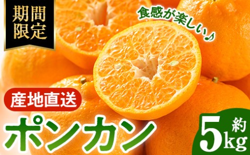 ＜2026年1月中旬以降順次発送予定＞ポンカン(約5kg)