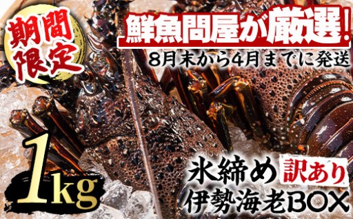 ＜訳あり＞朝獲れ発送！鮮魚問屋が厳選した氷締め伊勢海老(2尾・総量1kg以上)