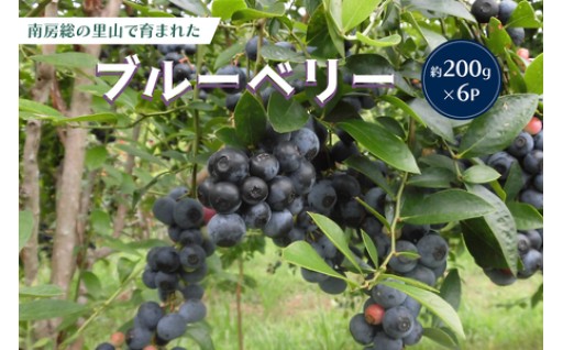 【先行受付】南房総の里山で育まれたブルーベリー