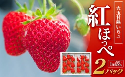 大玉甘熟いちご『紅ほっぺ』