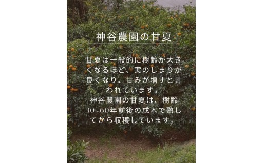 ★プチプチ食感が特徴★　【訳あり】甘夏8㎏