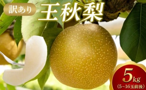 【2026年1月頃発送】【訳あり】王秋梨5kg　（5～16玉前後）