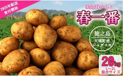 【先行受付】徳之島 天城町産 赤土ばれいしょ 新じゃが【春一番】20kg L~2L 