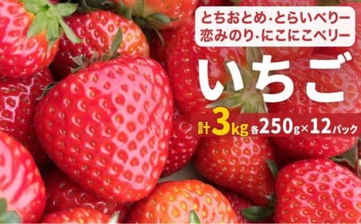🍓【2026年1月中旬発送開始】 いちご とちおとめ 恋みのり にこにこベリー とらいべりー 3kg 🍓
